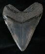 Fossil Megalodon Tooth - South Carolina #13386-2